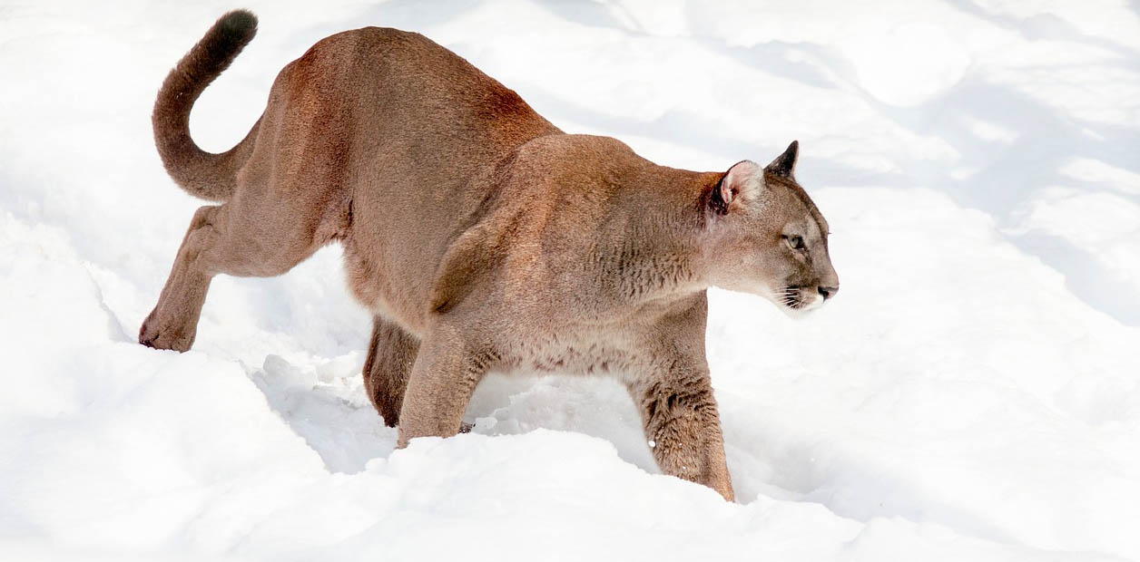 fauna-de-los-andes